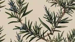 Le romarin est une plante aux multiples bienfaits pour la beaut&eacute; et la sant&eacute;